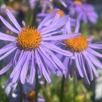 Aster tongolensis 'Wartburgstern'